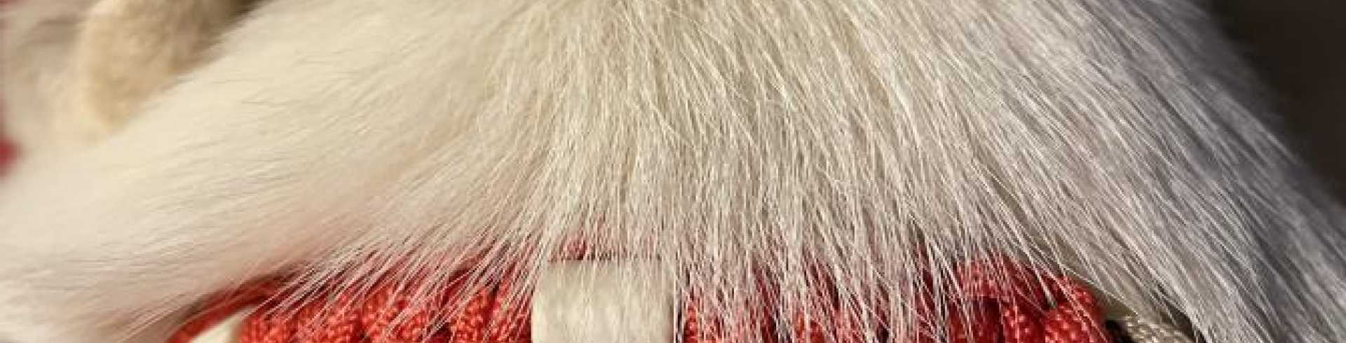 Sunnyside White Swiss Shepherds / Clarksville VA /