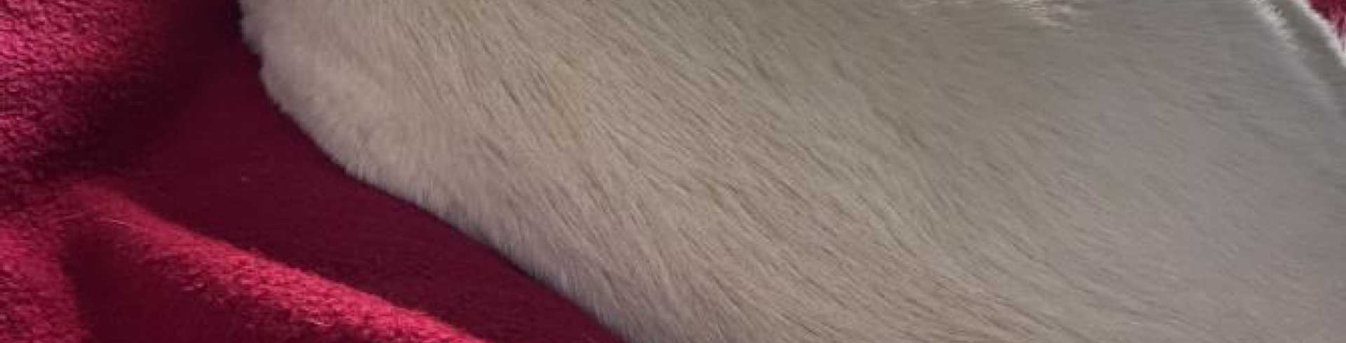 Sunnyside White Swiss Shepherds / Clarksville VA /