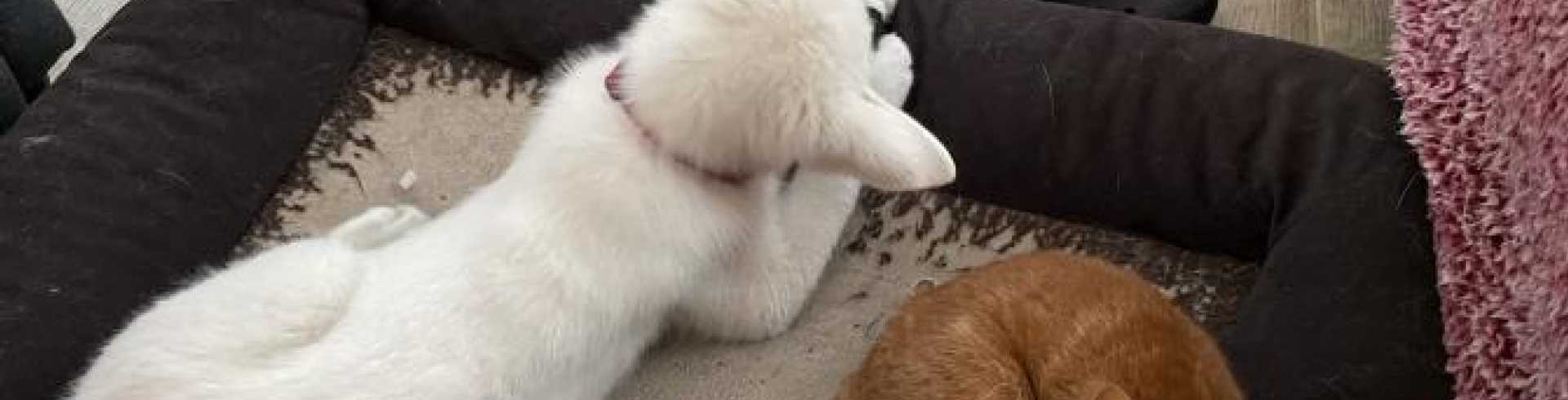 Sunnyside White Swiss Shepherds / Clarksville VA /