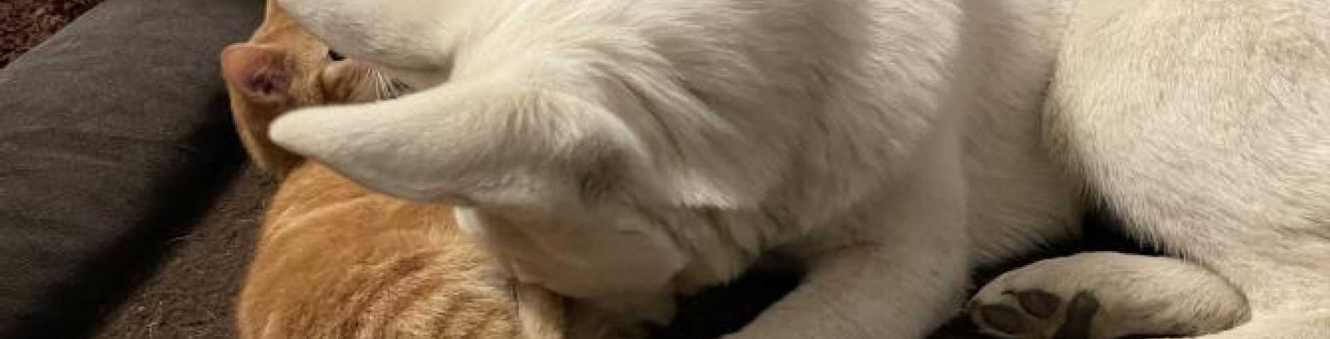 Sunnyside White Swiss Shepherds / Clarksville VA /