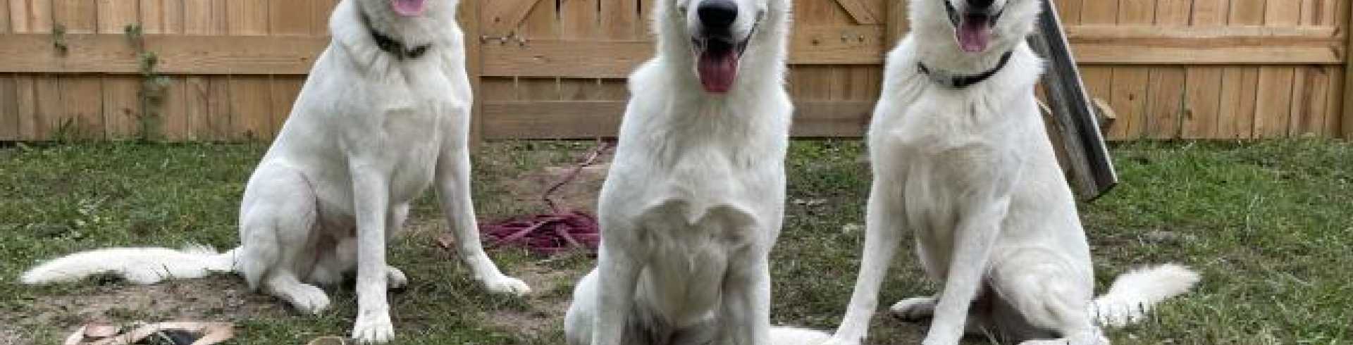 Sunnyside White Swiss Shepherds / Clarksville VA /