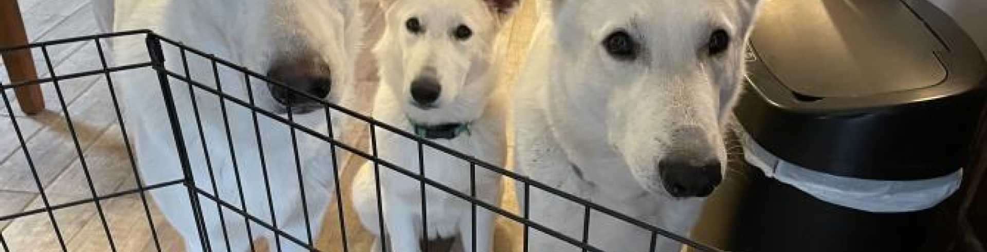 Sunnyside White Swiss Shepherds / Clarksville VA /