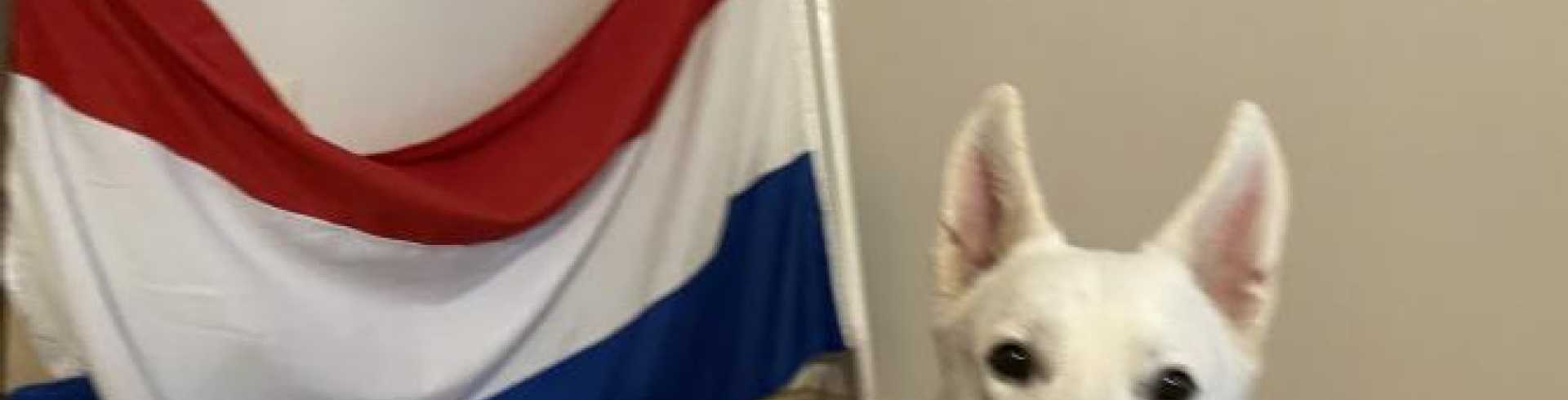 Sunnyside White Swiss Shepherds / Clarksville VA /