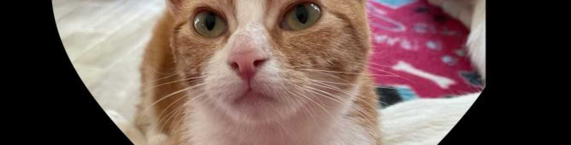 Sunnyside White Swiss Shepherds / Clarksville VA /