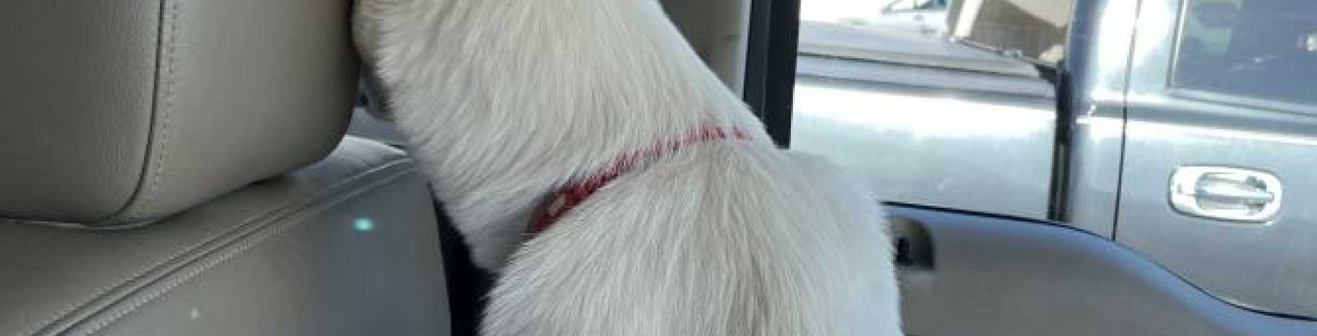 Sunnyside White Swiss Shepherds / Clarksville VA /