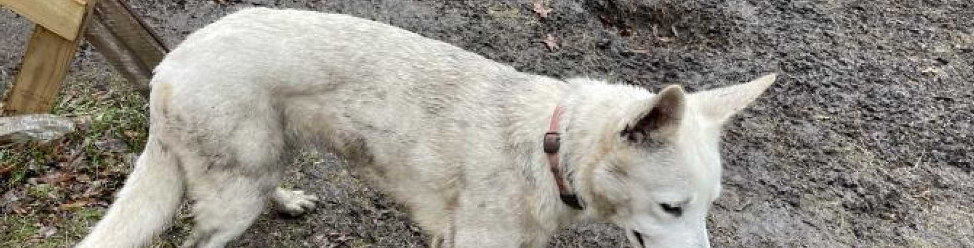 Sunnyside White Swiss Shepherds / Clarksville VA /