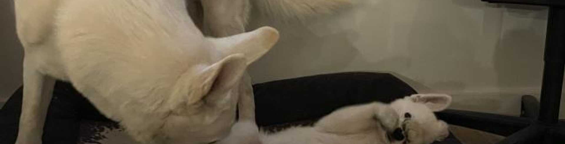 Sunnyside White Swiss Shepherds / Clarksville VA /