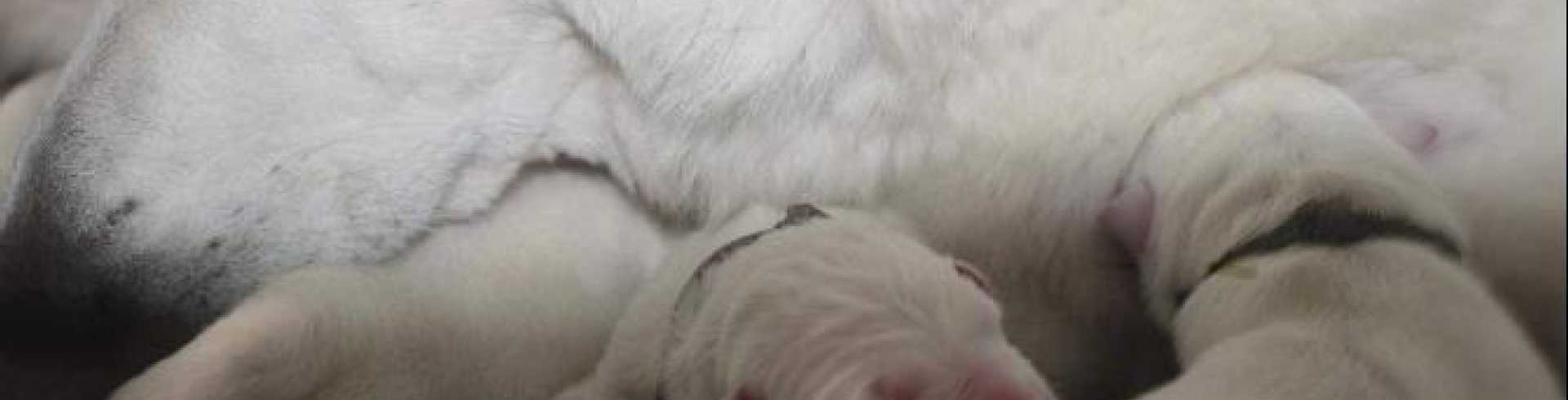 Sunnyside White Swiss Shepherds / Clarksville VA /