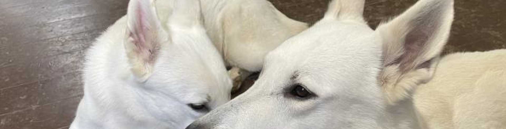 Sunnyside White Swiss Shepherds / Clarksville VA /