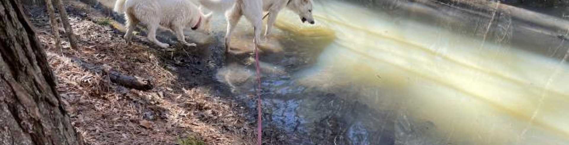Sunnyside White Swiss Shepherds / Clarksville VA /
