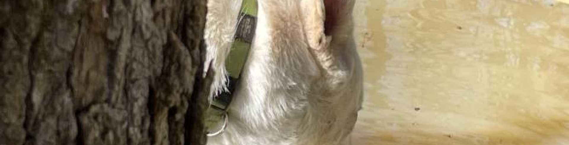 Sunnyside White Swiss Shepherds / Clarksville VA /