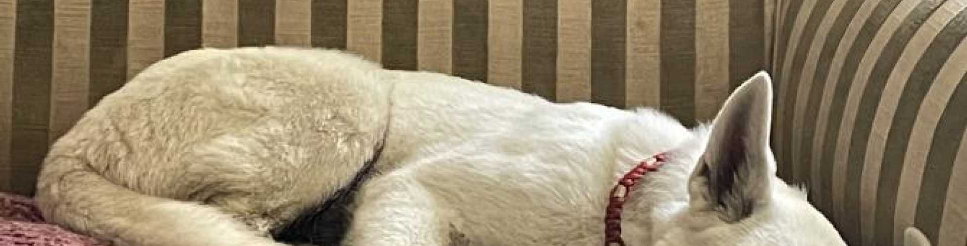 Sunnyside White Swiss Shepherds / Clarksville VA /