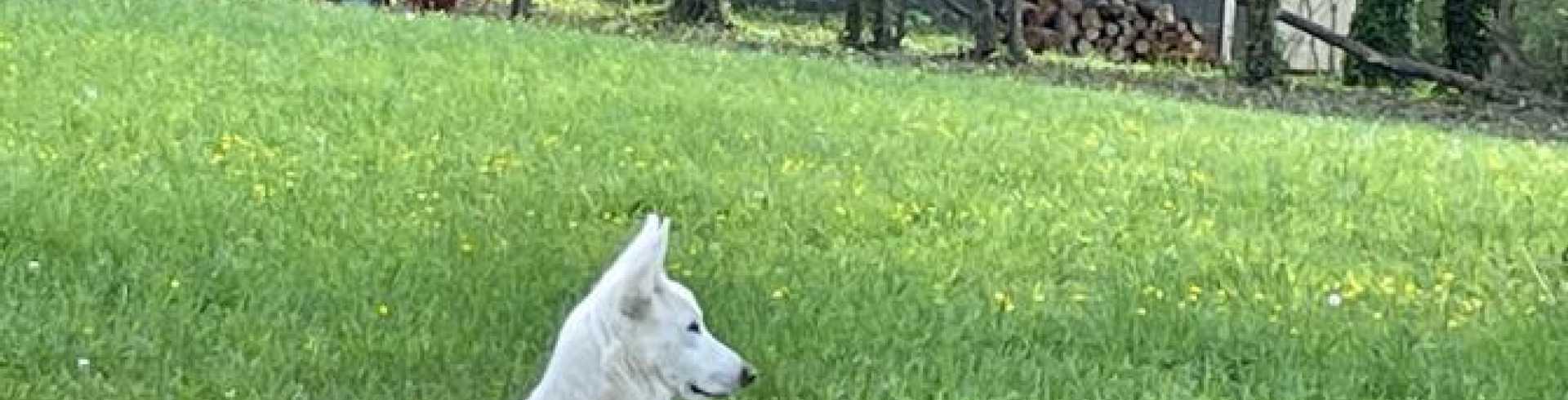 Sunnyside White Swiss Shepherds / Clarksville VA /