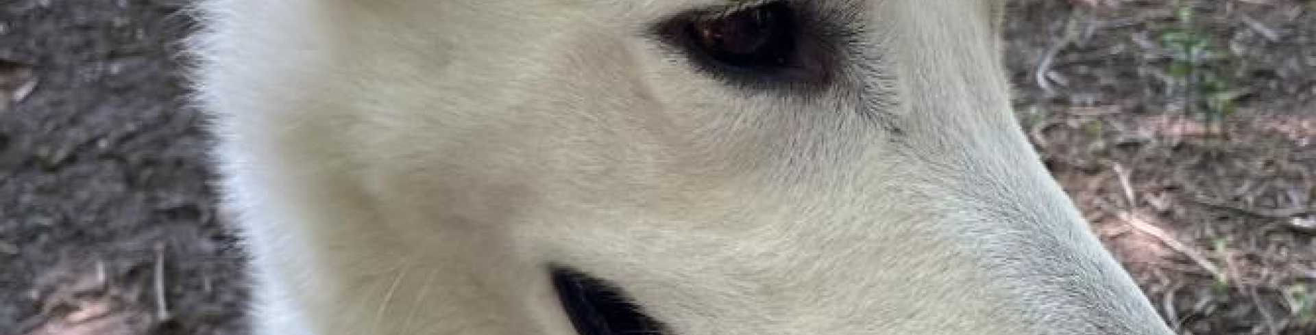 Sunnyside White Swiss Shepherds / Clarksville VA /