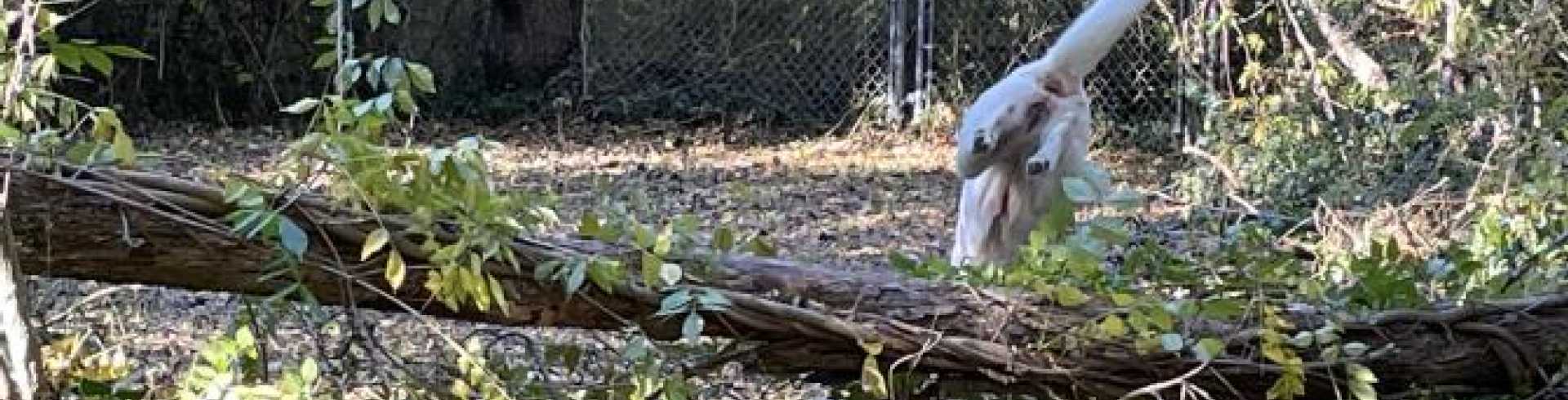 Sunnyside White Swiss Shepherds / Clarksville VA /