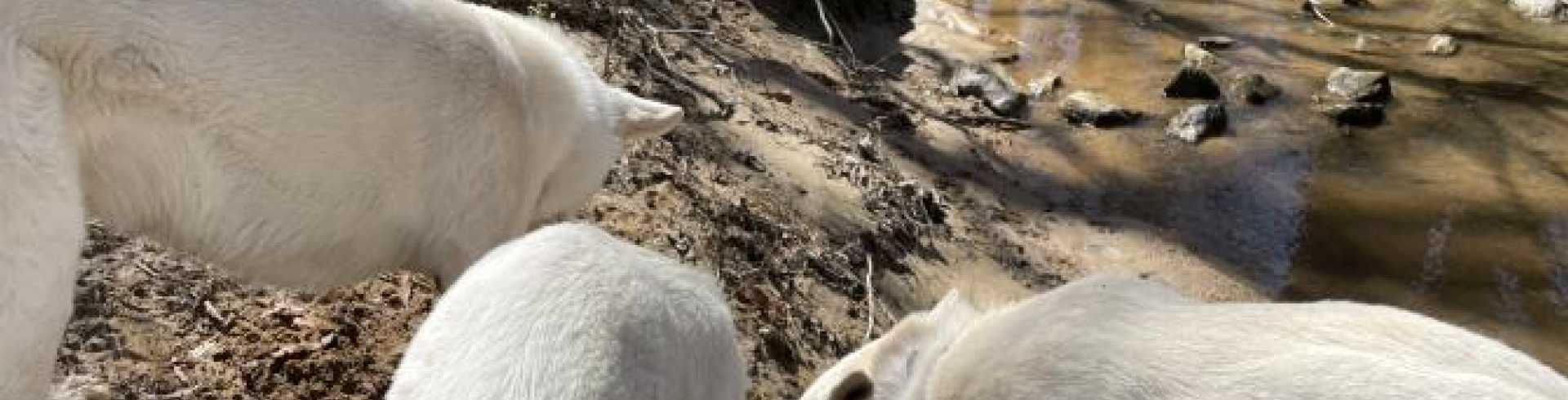 Sunnyside White Swiss Shepherds / Clarksville VA /