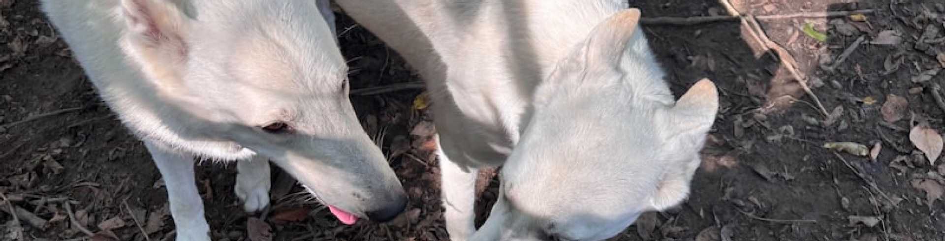 Sunnyside White Swiss Shepherds / Clarksville VA / Evie & Mojo have been dating!