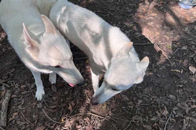 The Sunnyside Sisters Bed and Breakfast / Clarksville VA / Evie & Mojo have been dating!