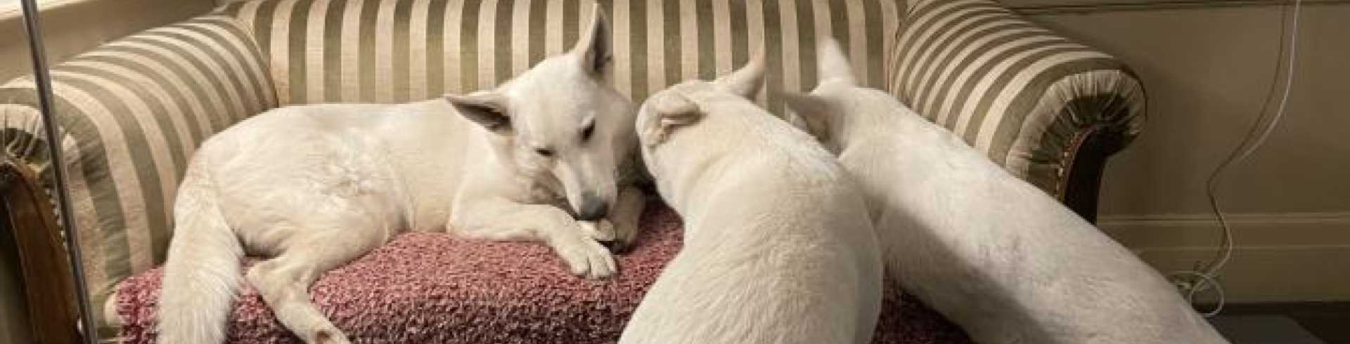 Sunnyside White Swiss Shepherds / Clarksville VA /