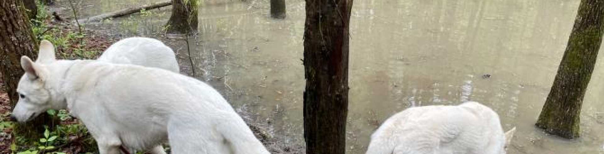 Sunnyside White Swiss Shepherds / Clarksville VA /