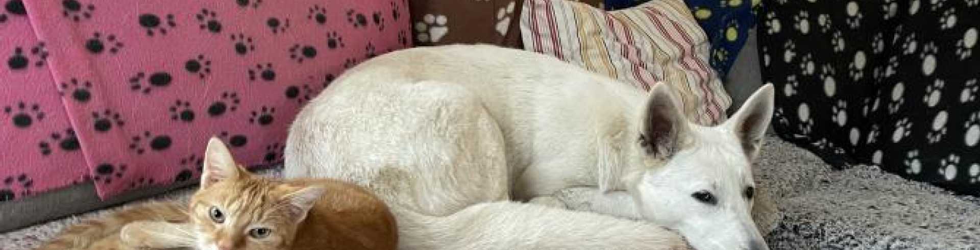 Sunnyside White Swiss Shepherds / Clarksville VA /