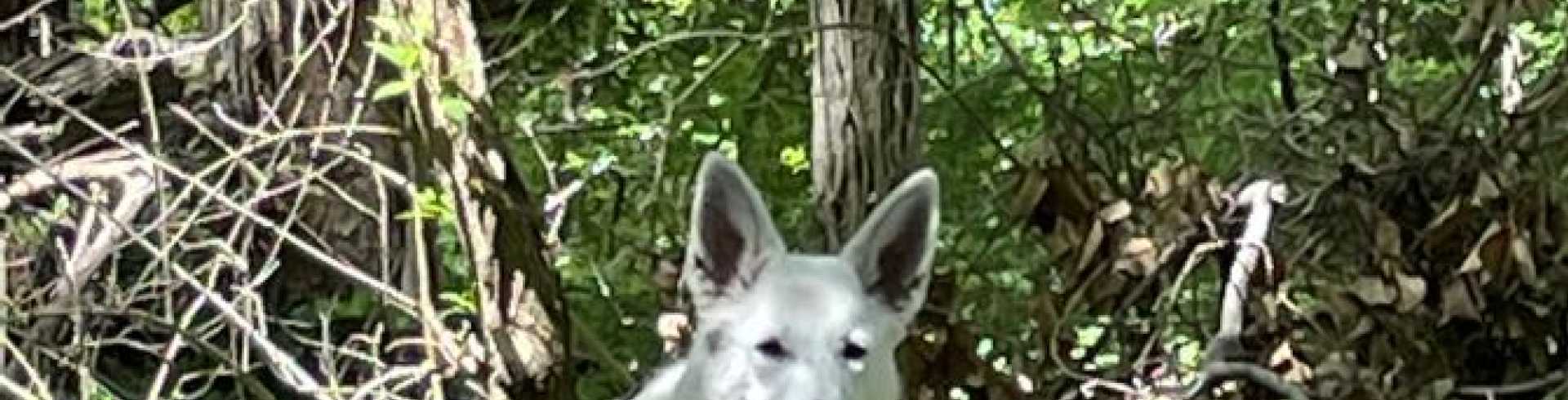 Sunnyside White Swiss Shepherds / Clarksville VA /