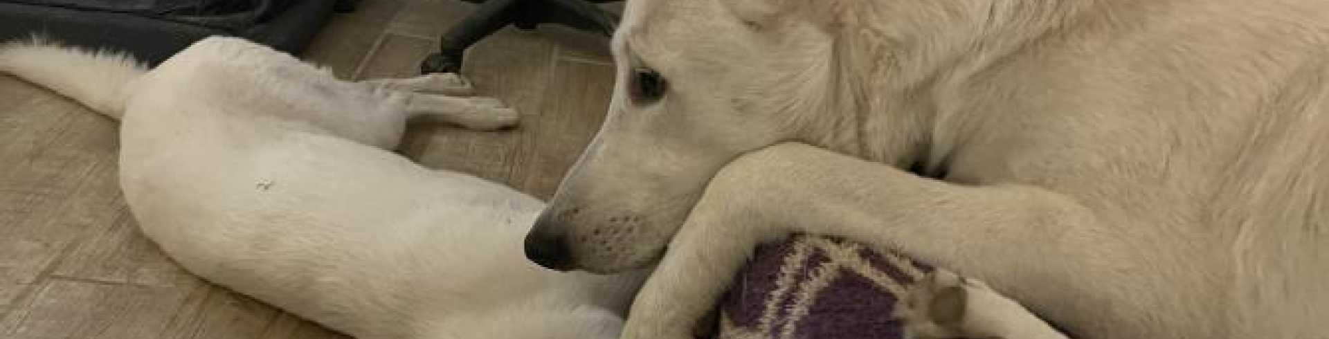 Sunnyside White Swiss Shepherds / Clarksville VA /