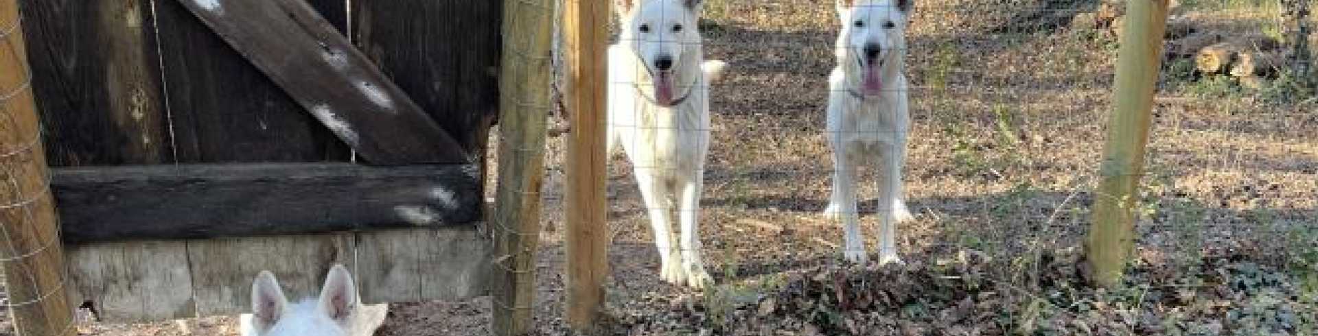 Sunnyside White Swiss Shepherds / Clarksville VA /