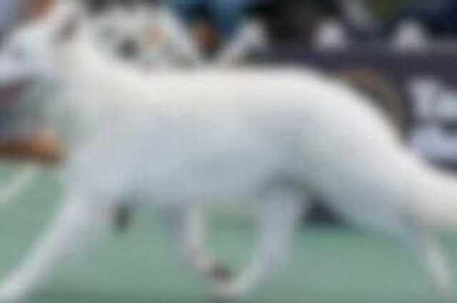 The Sunnyside Sisters Bed and Breakfast / Clarksville VA / Are dogs 'born to win'?