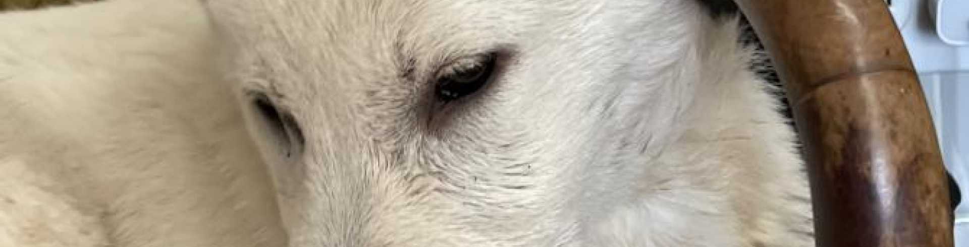 Sunnyside White Swiss Shepherds / Clarksville VA /