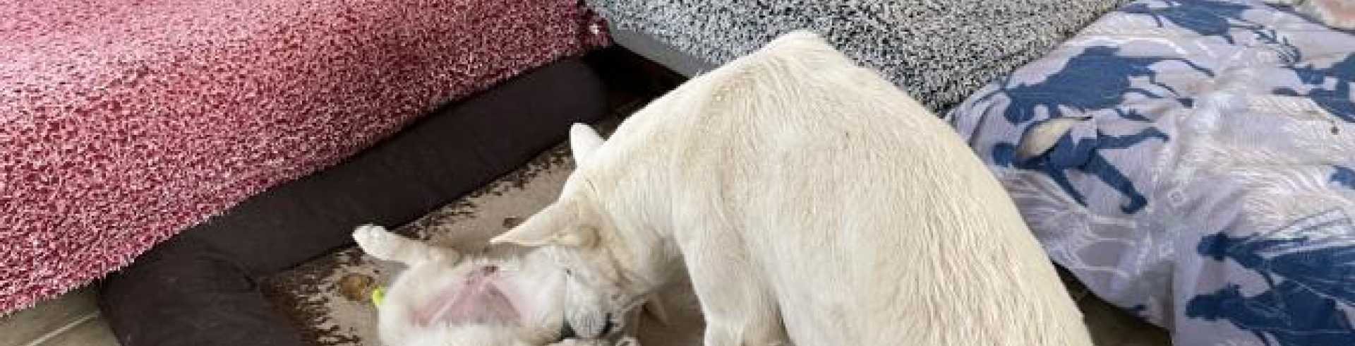 Sunnyside White Swiss Shepherds / Clarksville VA /