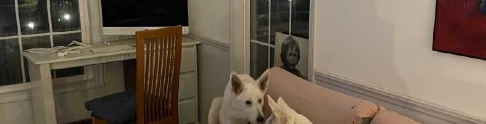 Sunnyside White Swiss Shepherds / Clarksville VA /