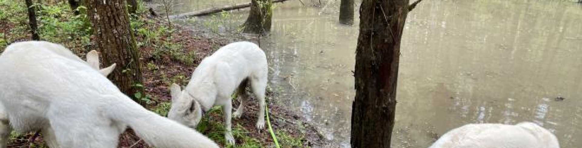 Sunnyside White Swiss Shepherds / Clarksville VA /