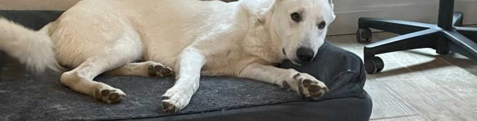 Sunnyside White Swiss Shepherds / Clarksville VA /