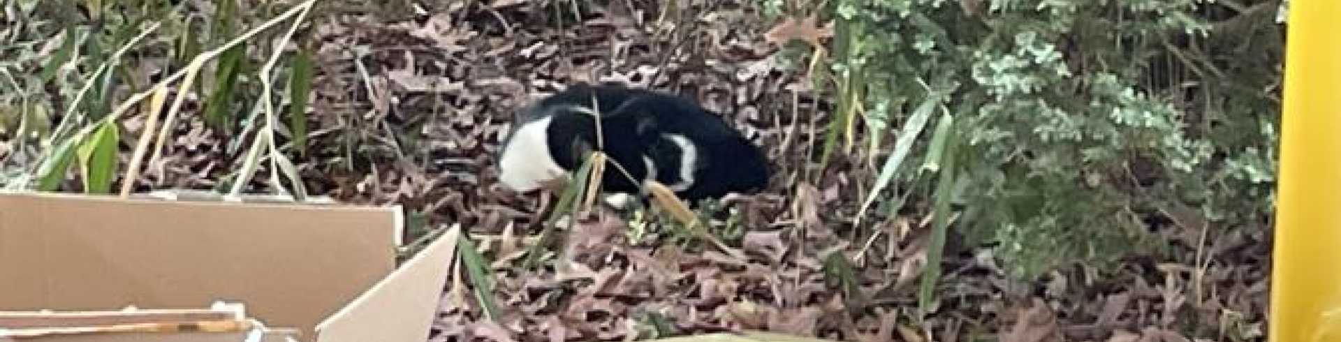 Sunnyside White Swiss Shepherds / Clarksville VA /