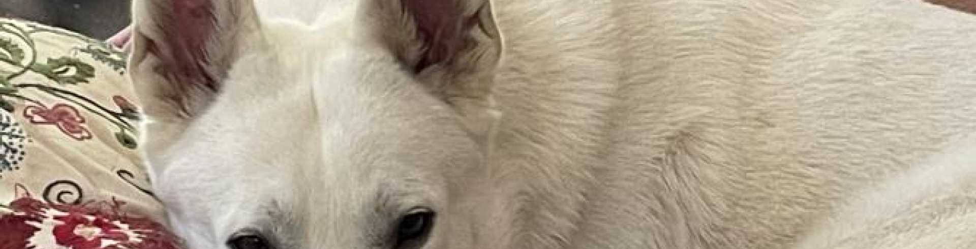 Sunnyside White Swiss Shepherds / Clarksville VA /