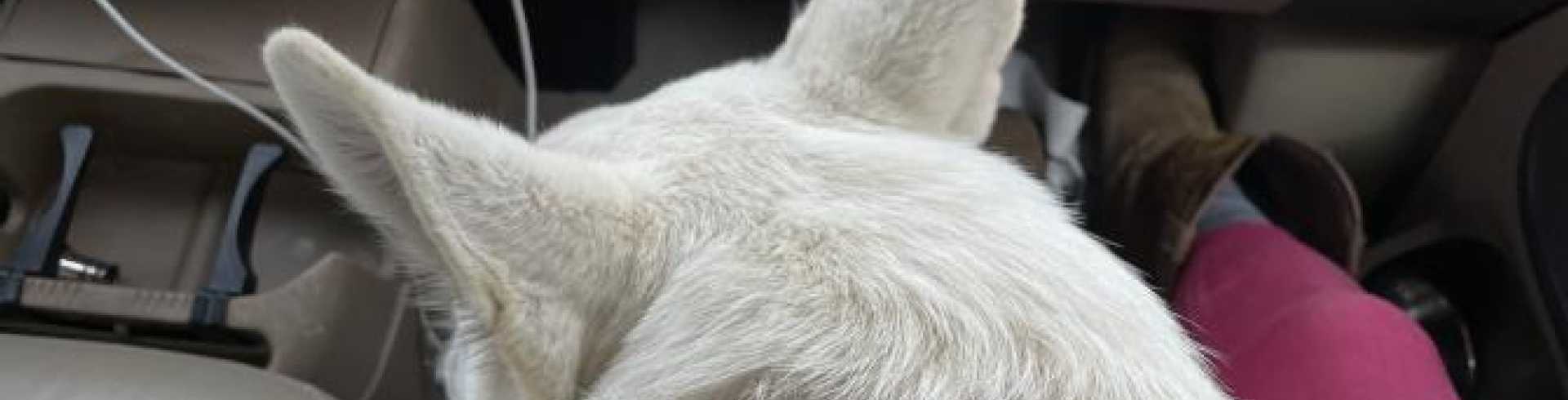 Sunnyside White Swiss Shepherds / Clarksville VA /