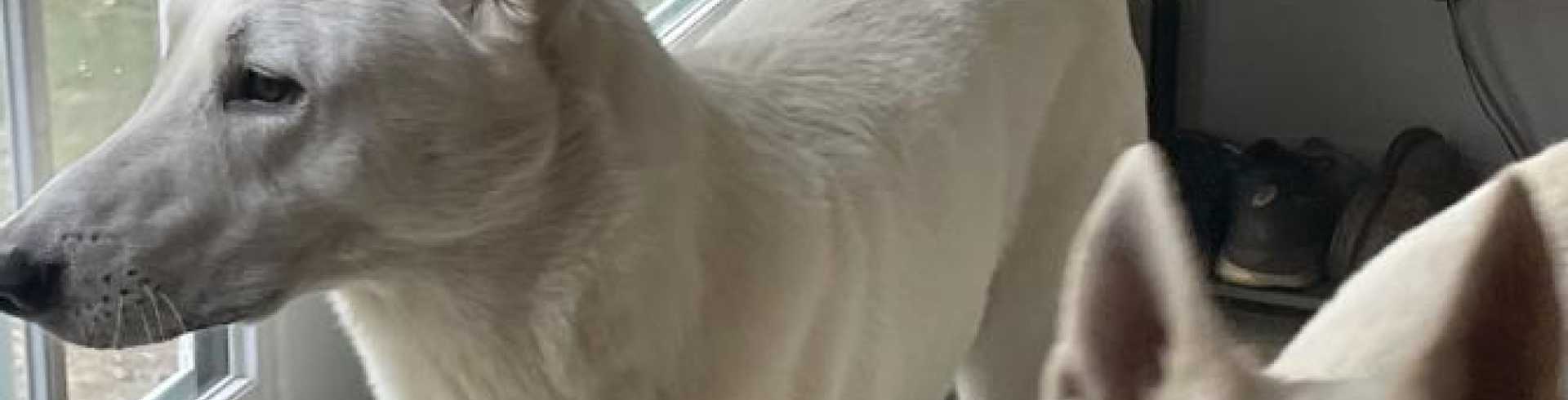 Sunnyside White Swiss Shepherds / Clarksville VA /