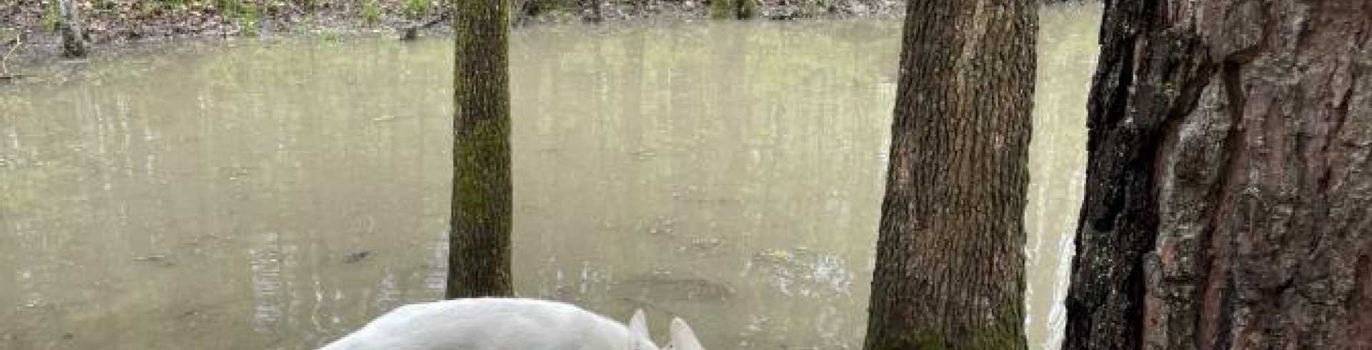 Sunnyside White Swiss Shepherds / Clarksville VA /