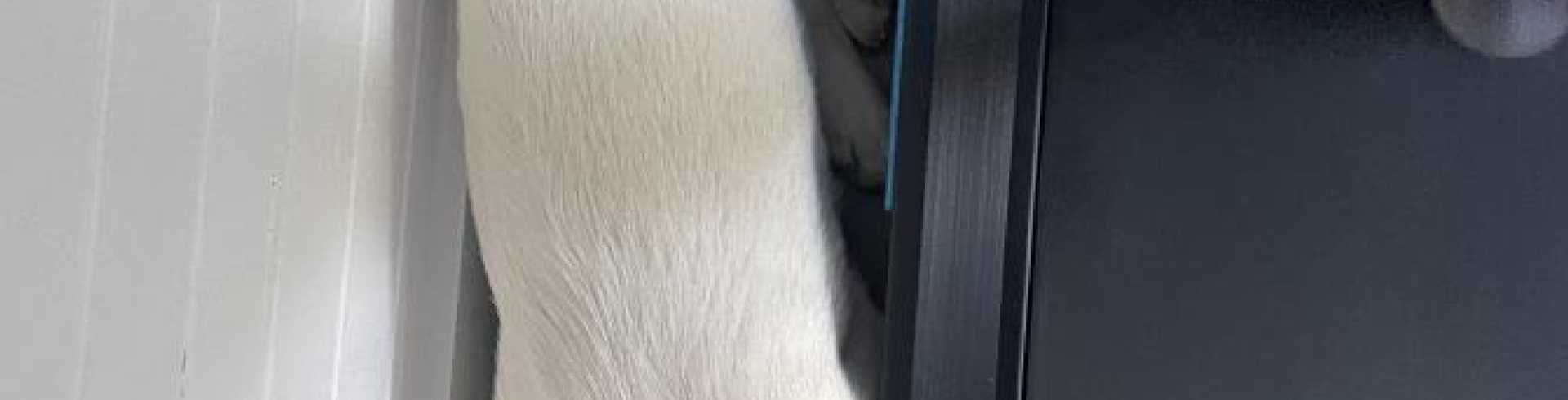 Sunnyside White Swiss Shepherds / Clarksville VA /