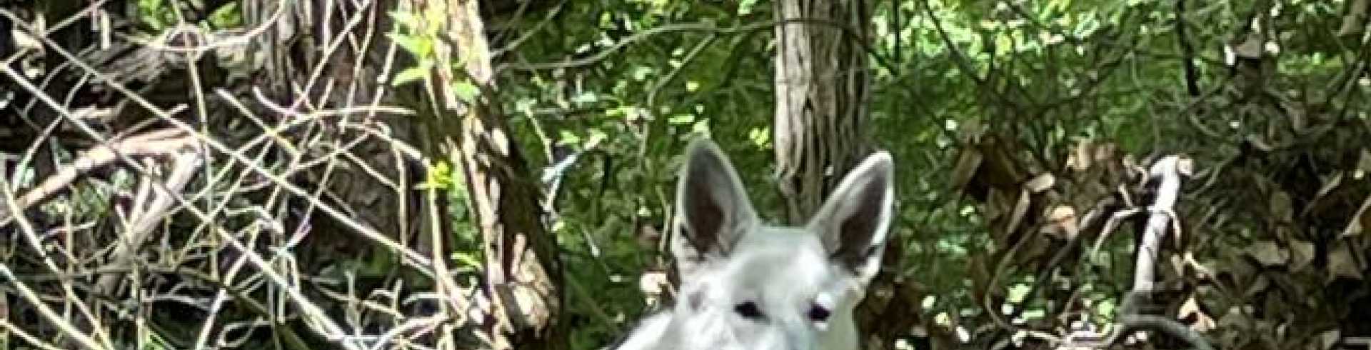 Sunnyside White Swiss Shepherds / Clarksville VA /