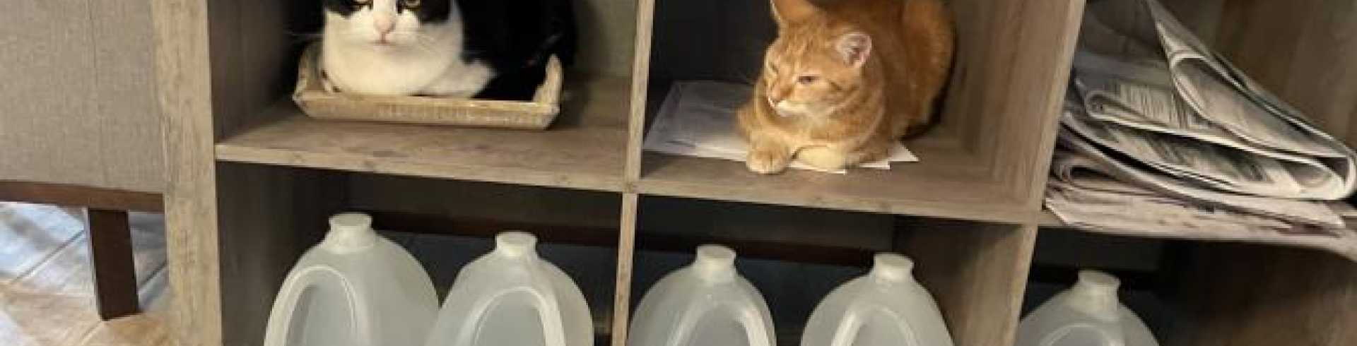 Sunnyside White Swiss Shepherds / Clarksville VA /