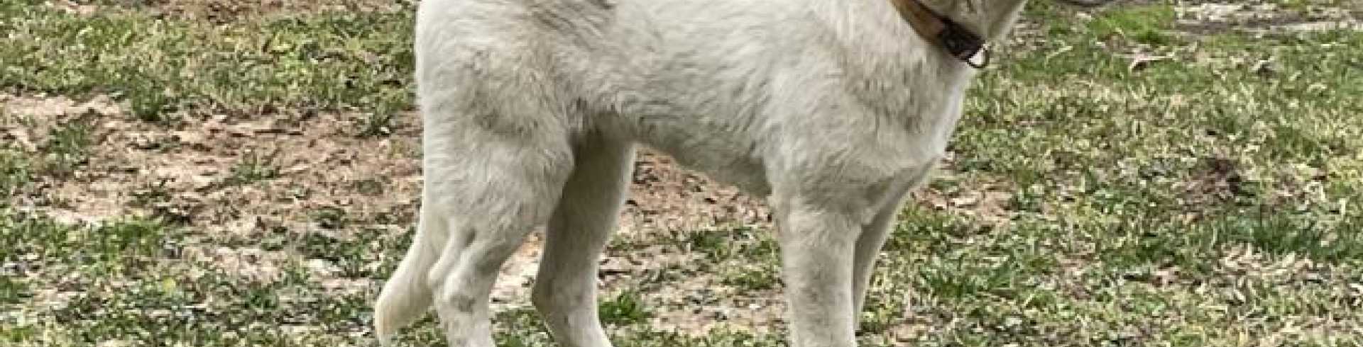 Sunnyside White Swiss Shepherds / Clarksville VA /