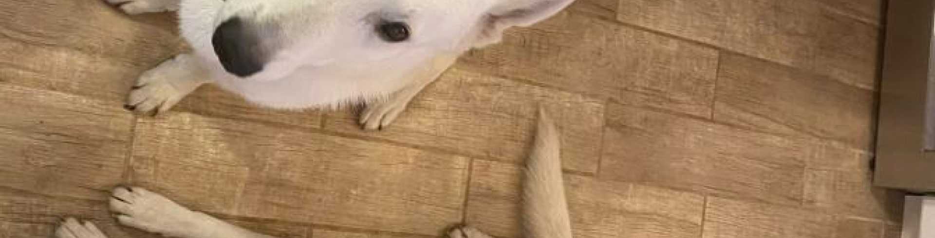 Sunnyside White Swiss Shepherds / Clarksville VA /