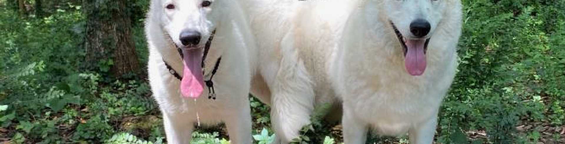 Sunnyside White Swiss Shepherds / Clarksville VA /