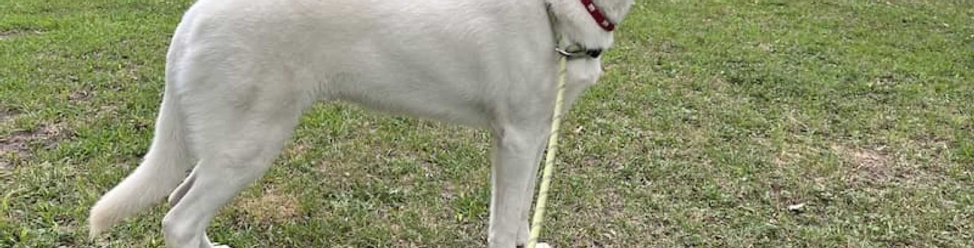 Sunnyside White Swiss Shepherds / Clarksville VA /