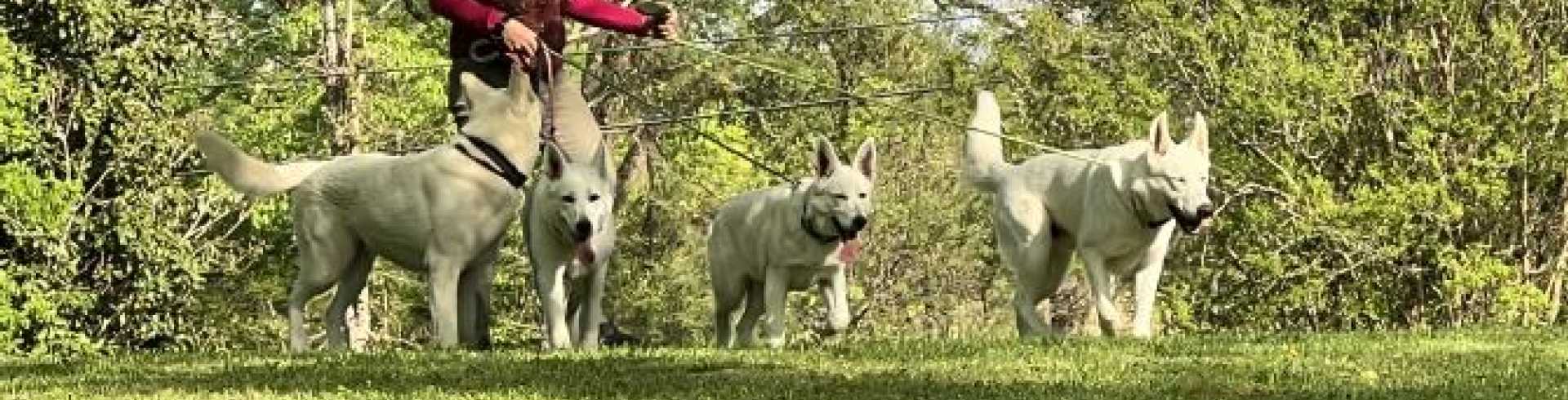 Sunnyside White Swiss Shepherds / Clarksville VA /
