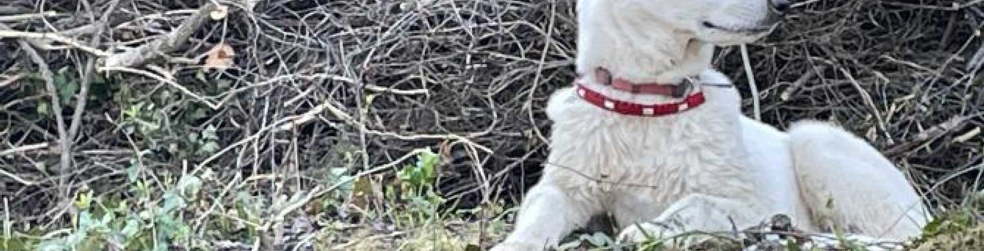 Sunnyside White Swiss Shepherds / Clarksville VA /