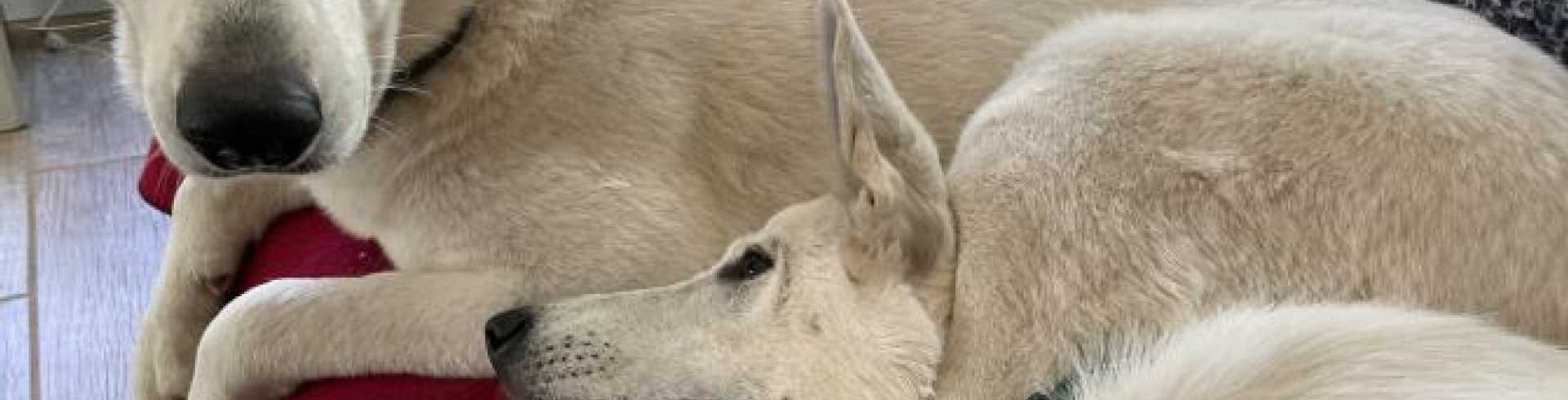 Sunnyside White Swiss Shepherds / Clarksville VA /