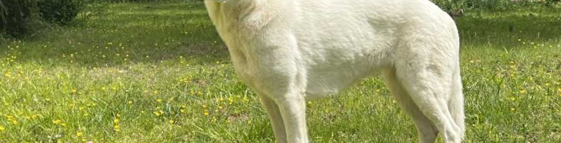 Sunnyside White Swiss Shepherds / Clarksville VA /